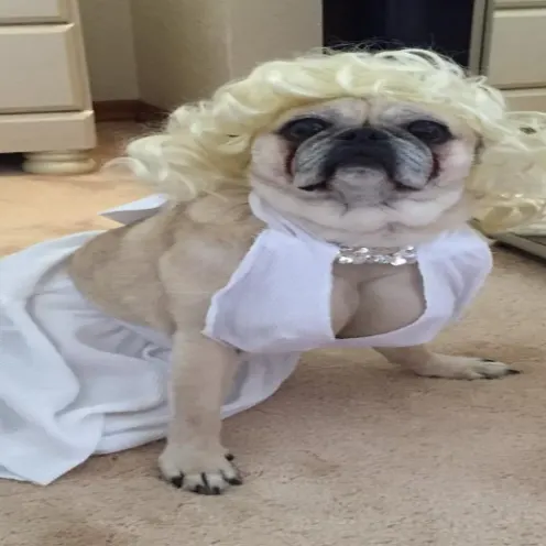 Junior the dog in a Marilyn Monroe costume